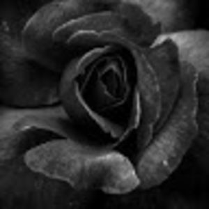 Meet your Posher, Jacie